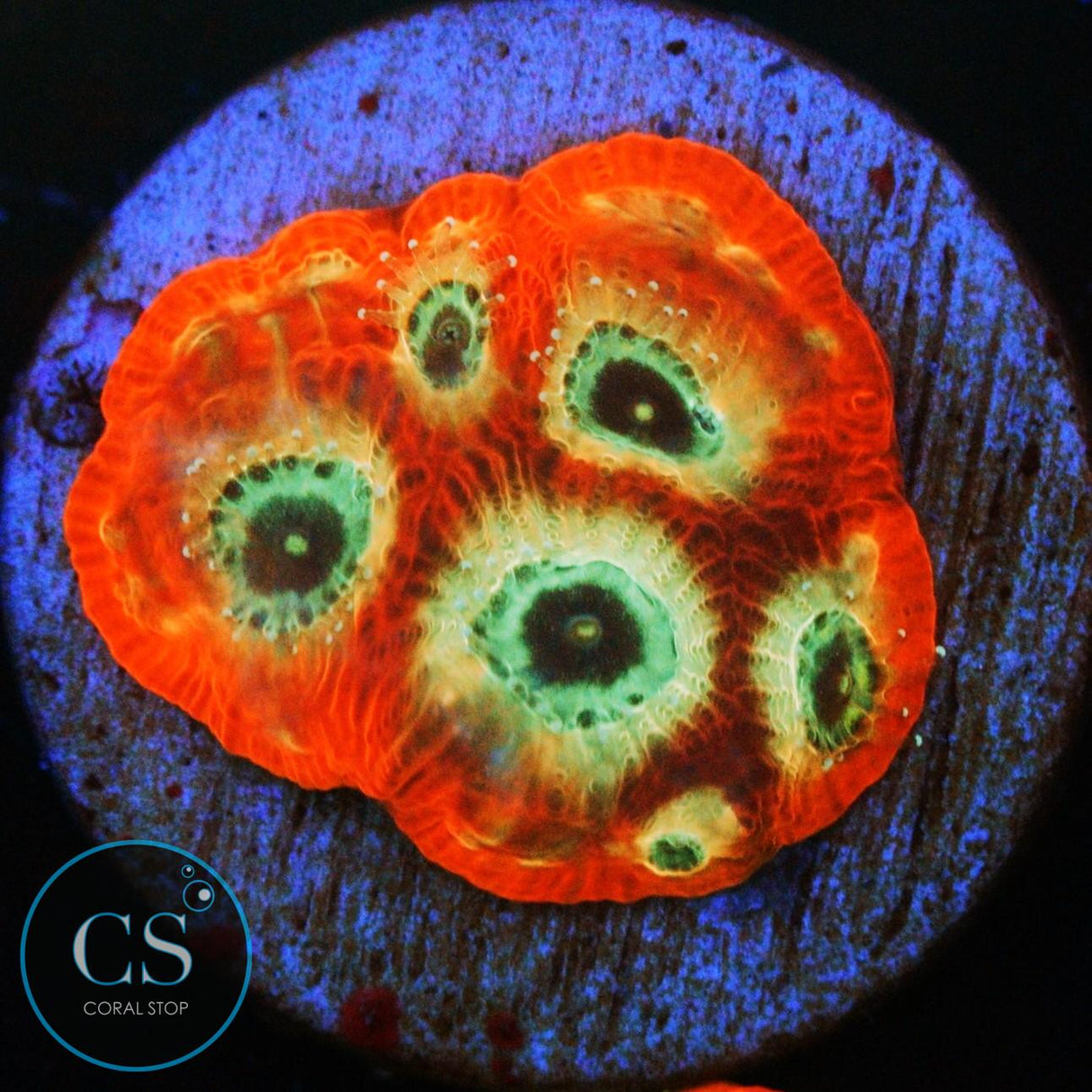 JF DAYGLO FAVIA