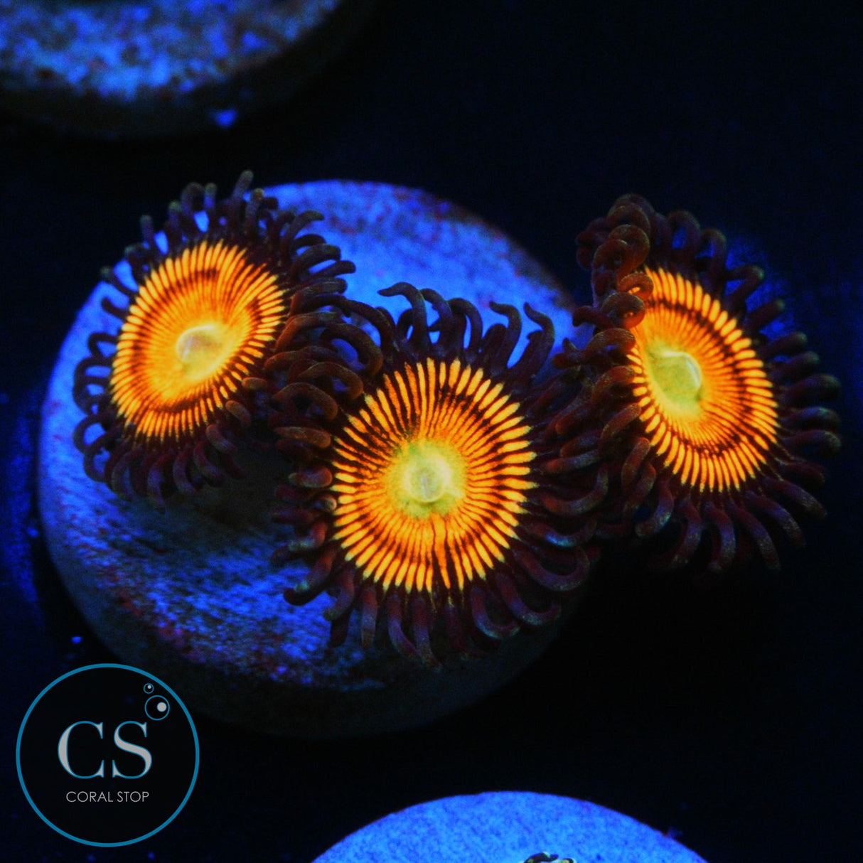 GOBSTOPPER ZOA