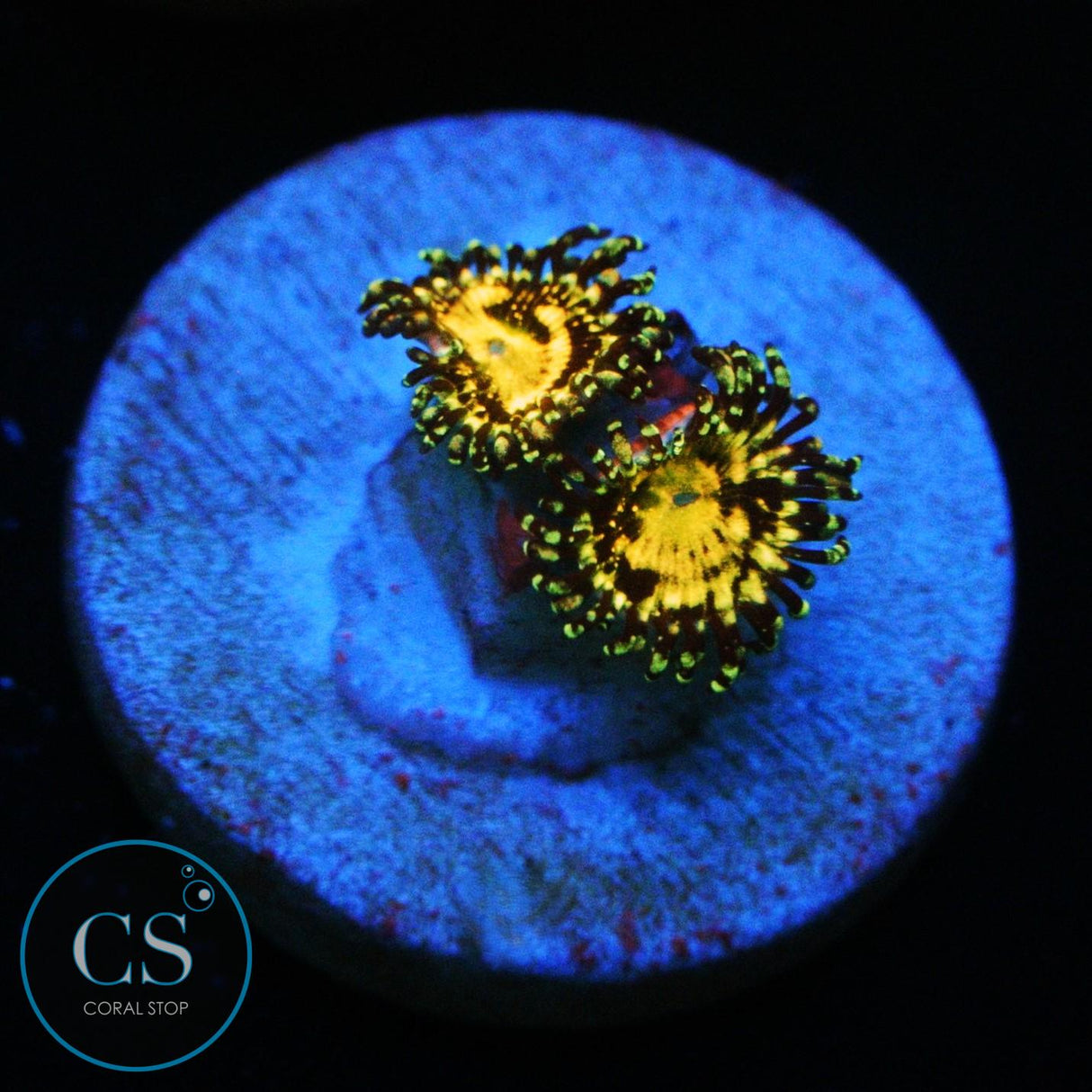 GRIM REAPER ZOA