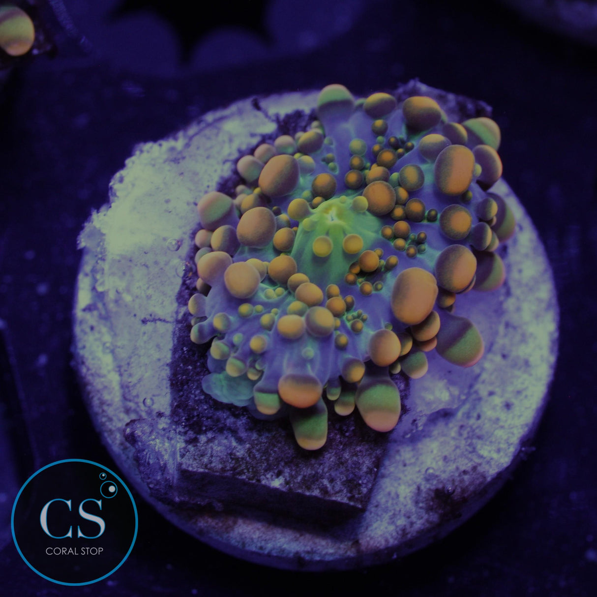 DOUGHBOY BOUNCE MUSHROOM