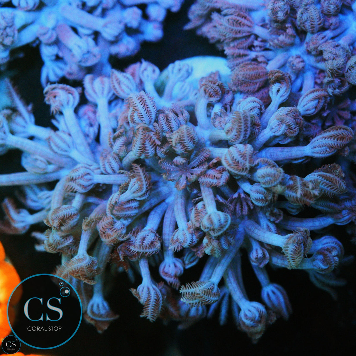 PURPLE PULSING XENIA