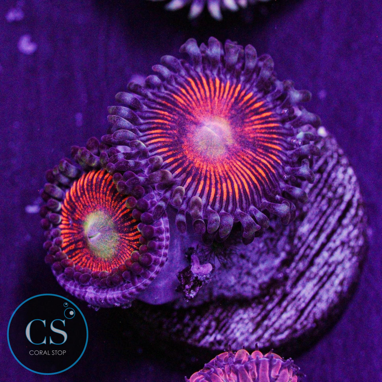 Gobstopper Zoa