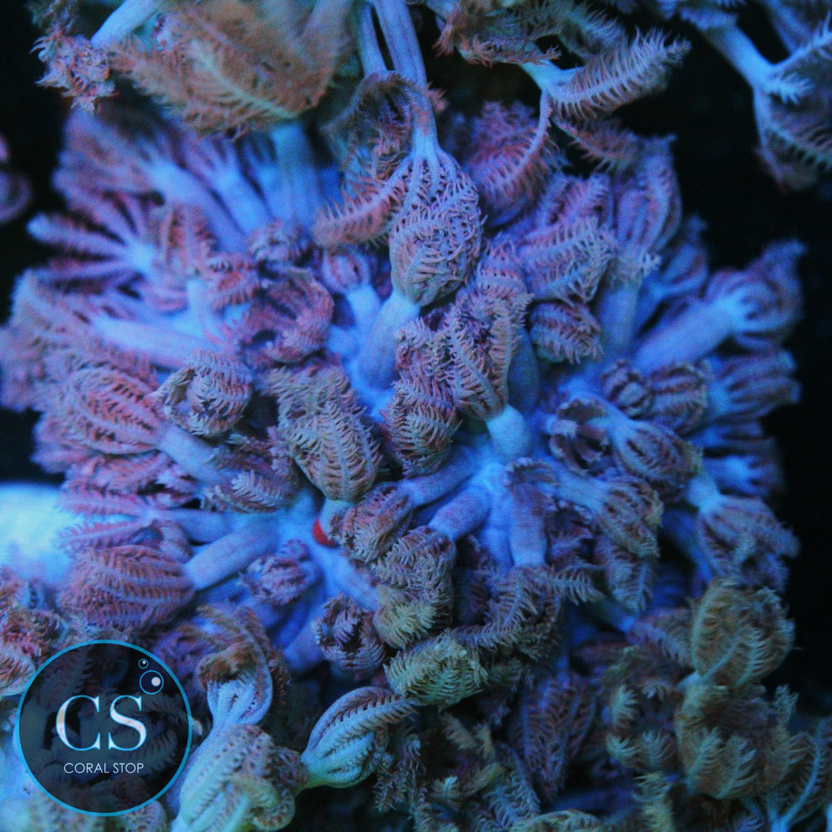PURPLE PULSING XENIA