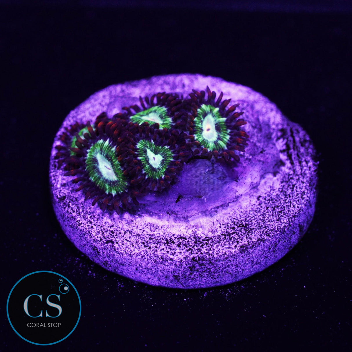 Treehouse On Fire Zoa