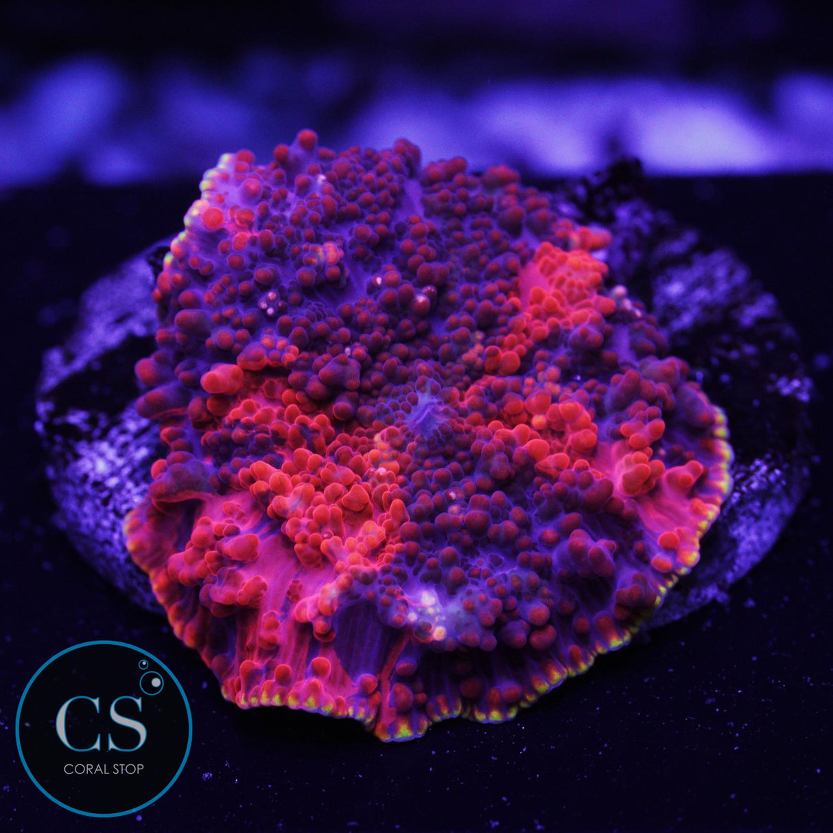 Gold Rim Deadpool Jawbreaker Mushroom