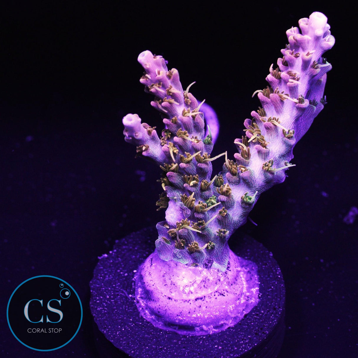 POTO Dreamcatcher Acro