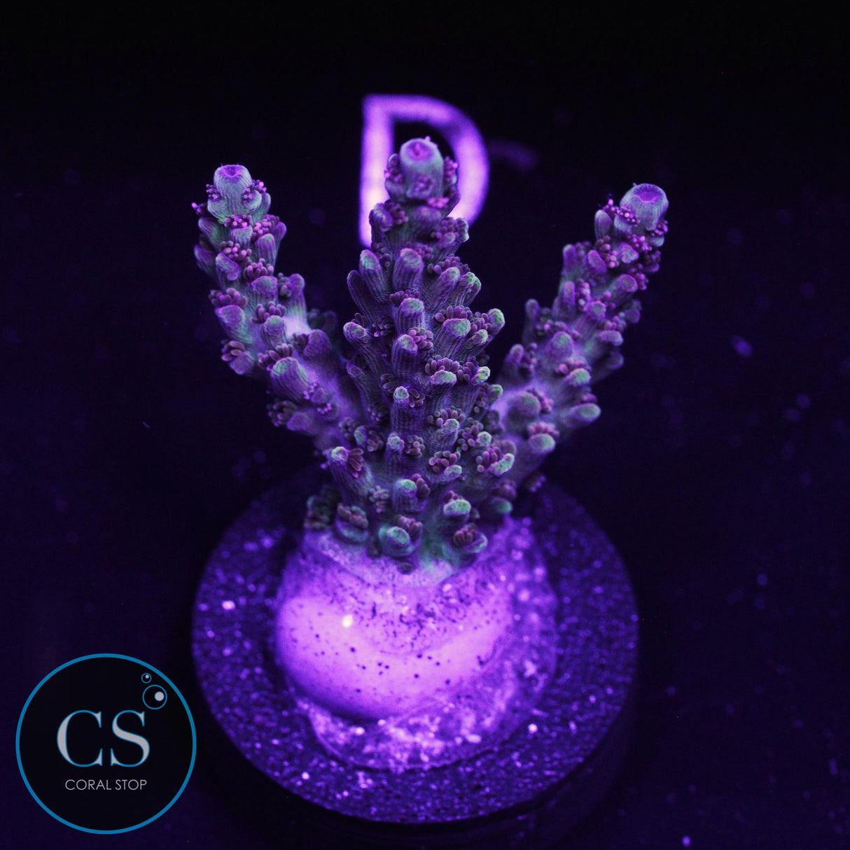 WWC Purple Dragona Acro