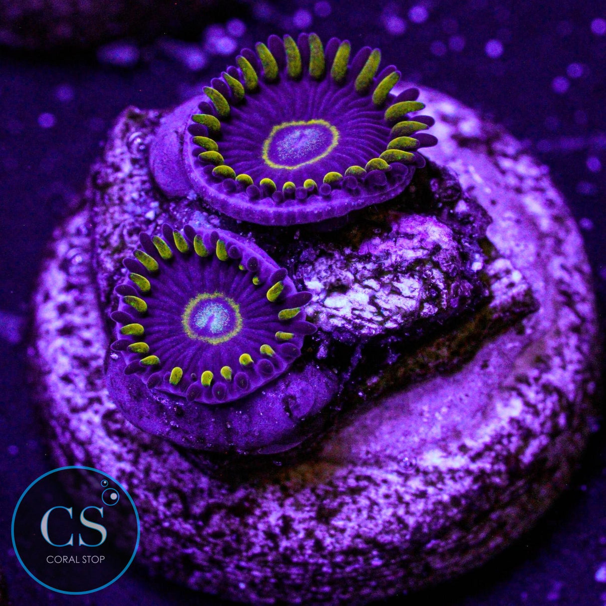 Blue Hornet Zoa