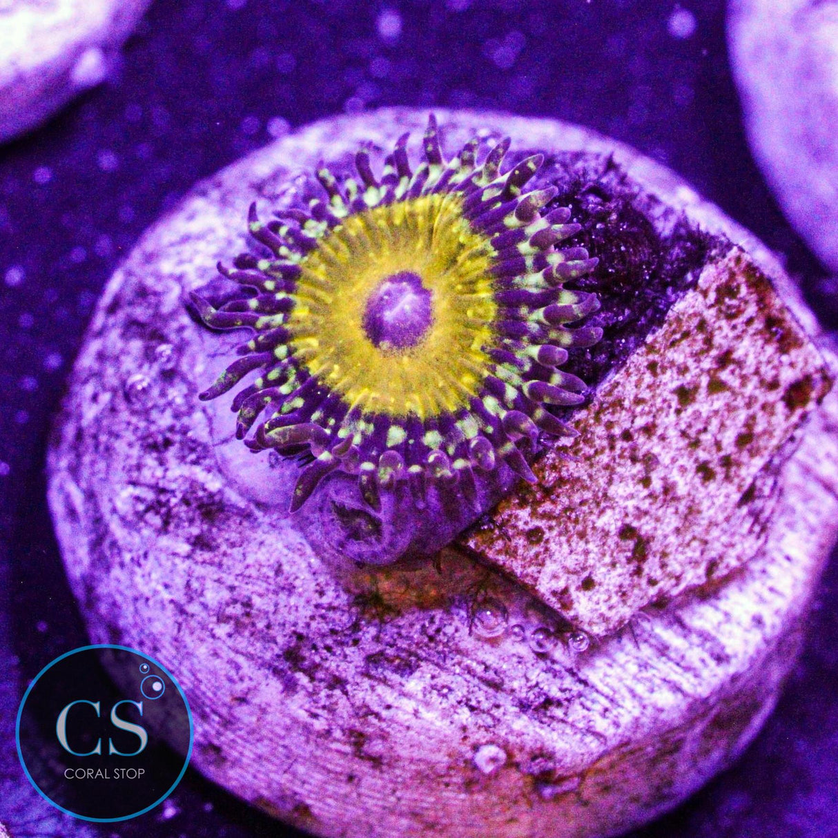 NYRA Godbeast Zoa