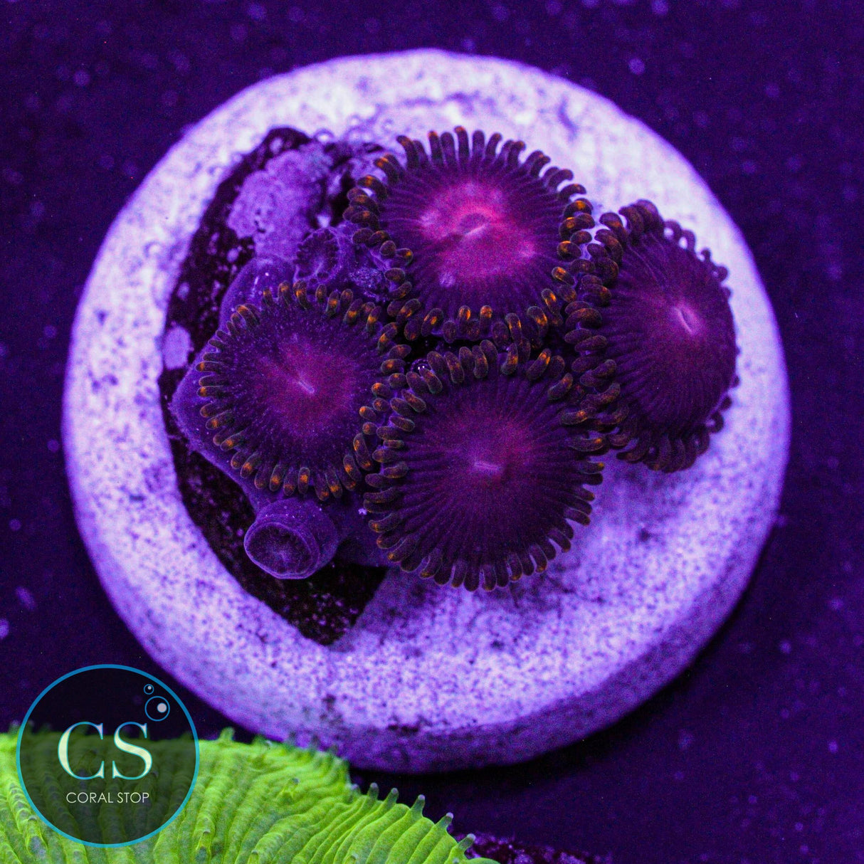 KH Sunburst Zoa