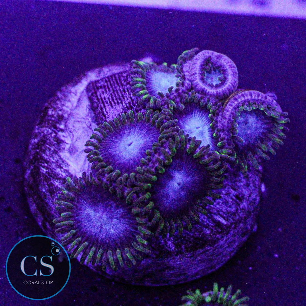 Blues Clues Zoa
