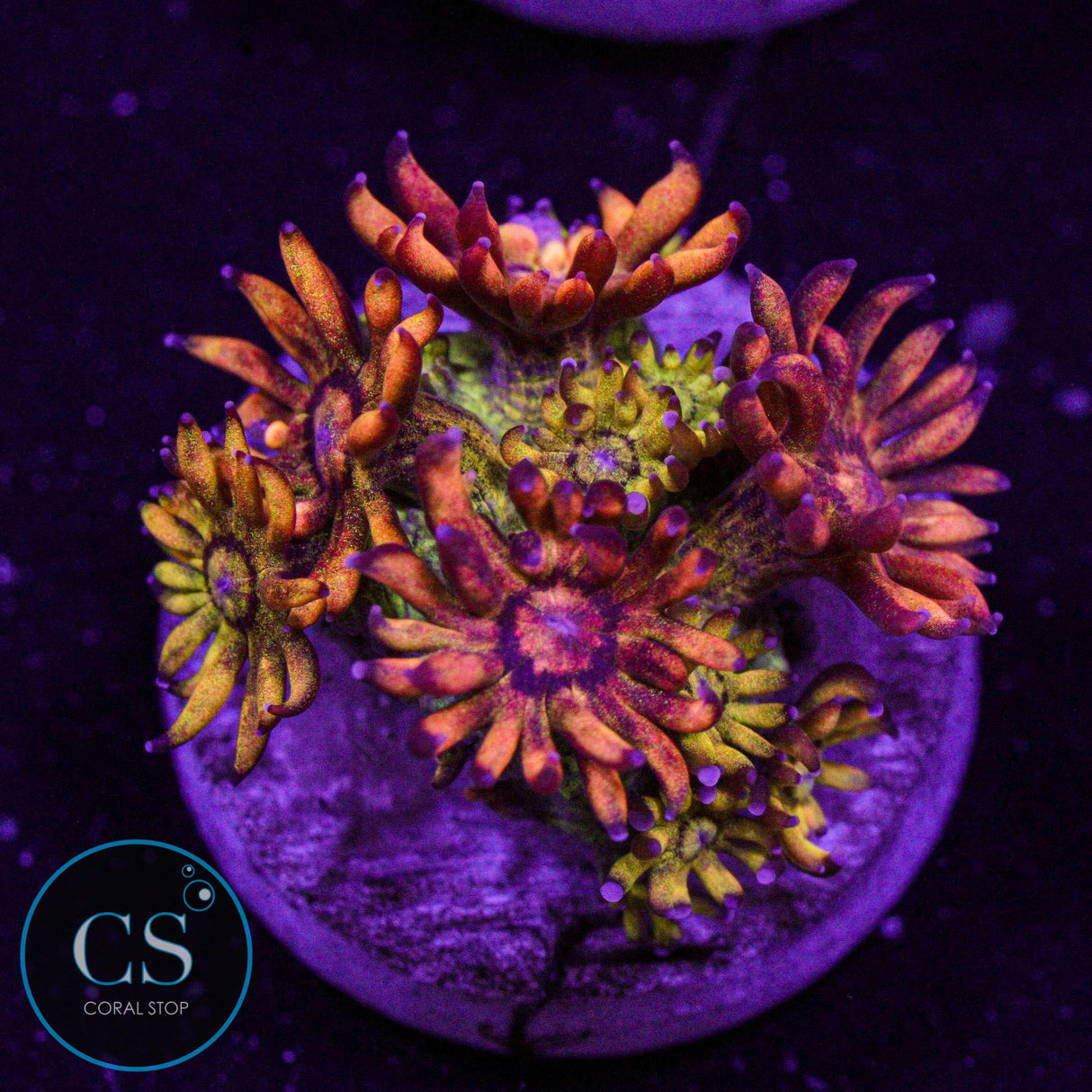 UC Amazeballs Goniopora