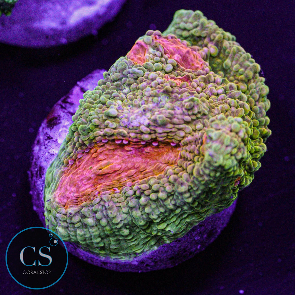 Tyree Bubblegum Monster Chalice