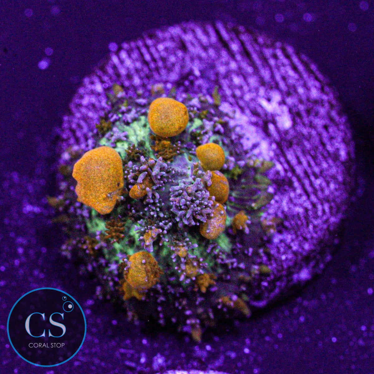Sunkist Bounce Mushroom