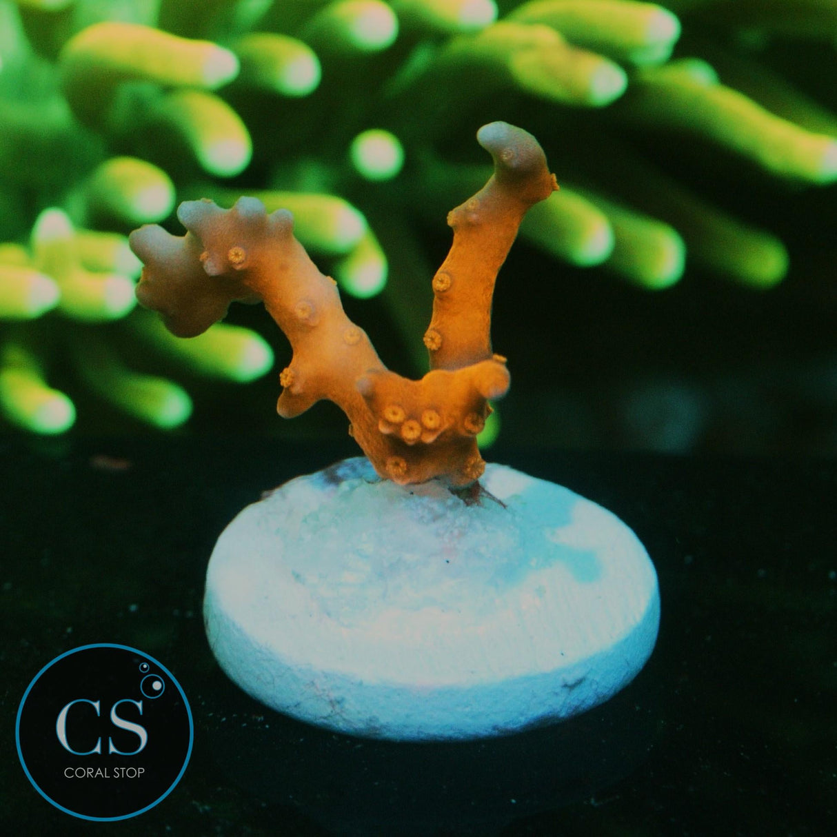 JF TNT ANACROPORA