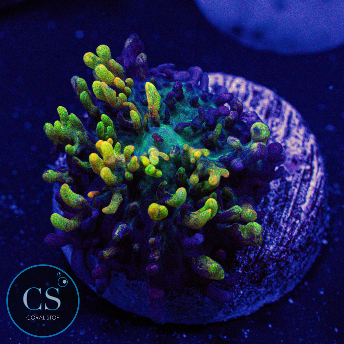 CC Magic Carpet Hairy Mushroom