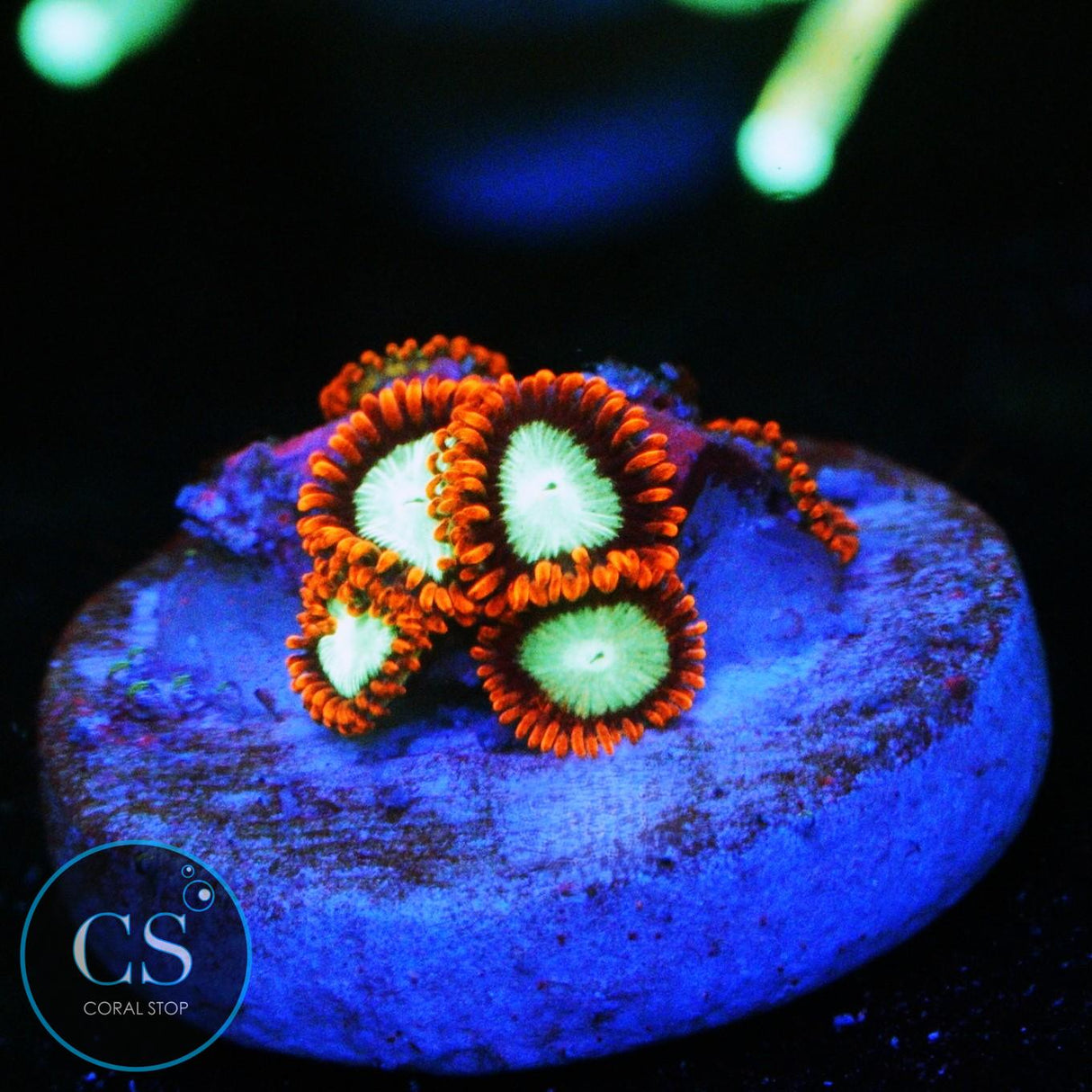 GOBLINS ON FIRE ZOA