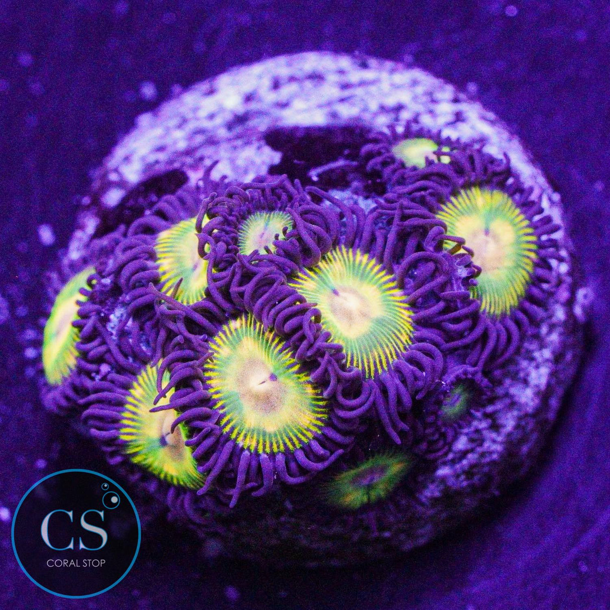CS Super Mario Sunshine Zoa