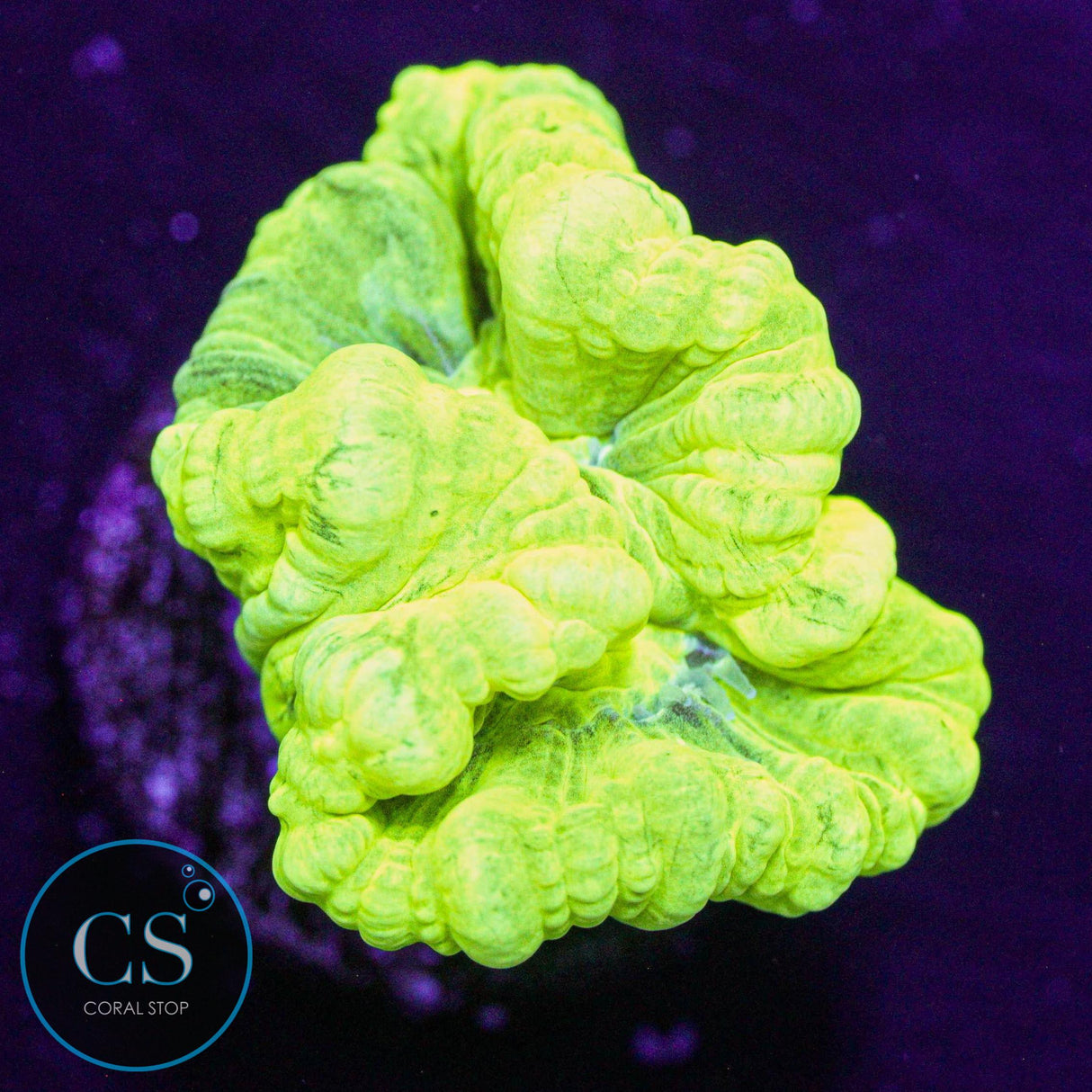 Kryptonite Candy Cane