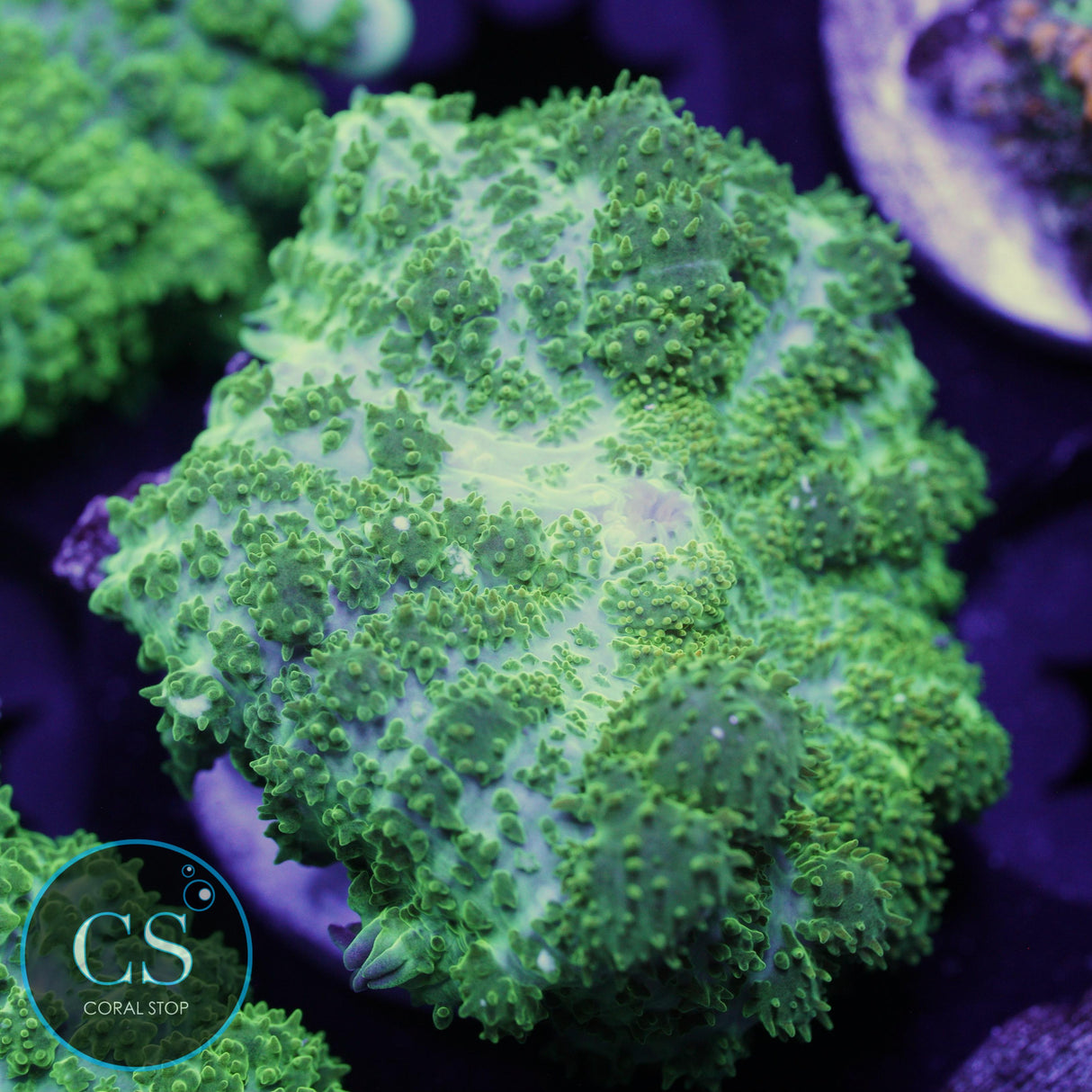 CS GHOST JUNGLE BOUNCE MUSHROOM