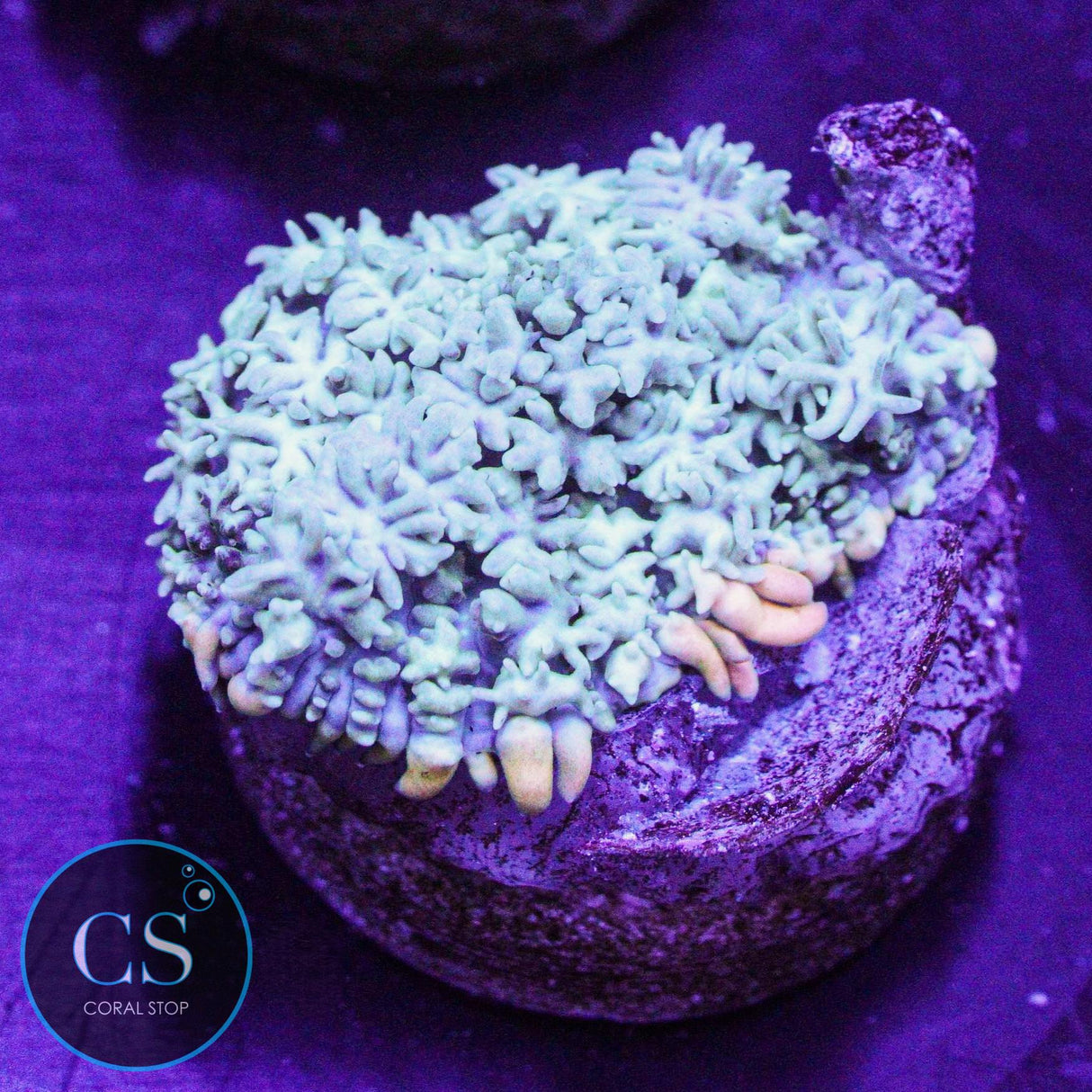 Frankenstein Bounce Mushroom