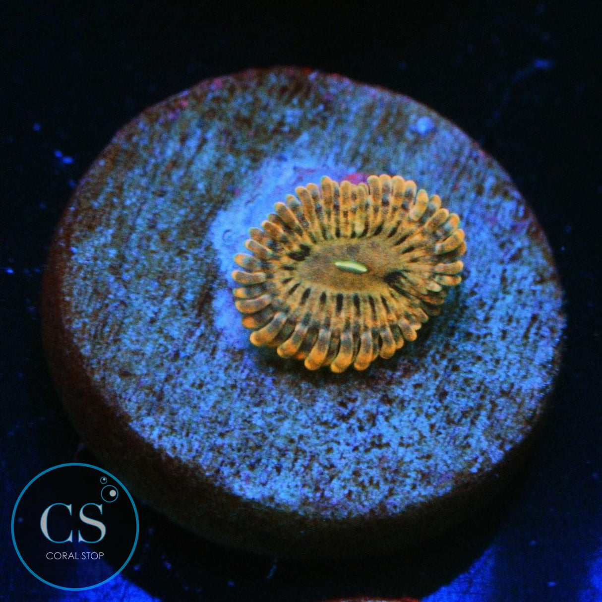 FAIRY FART ZOA