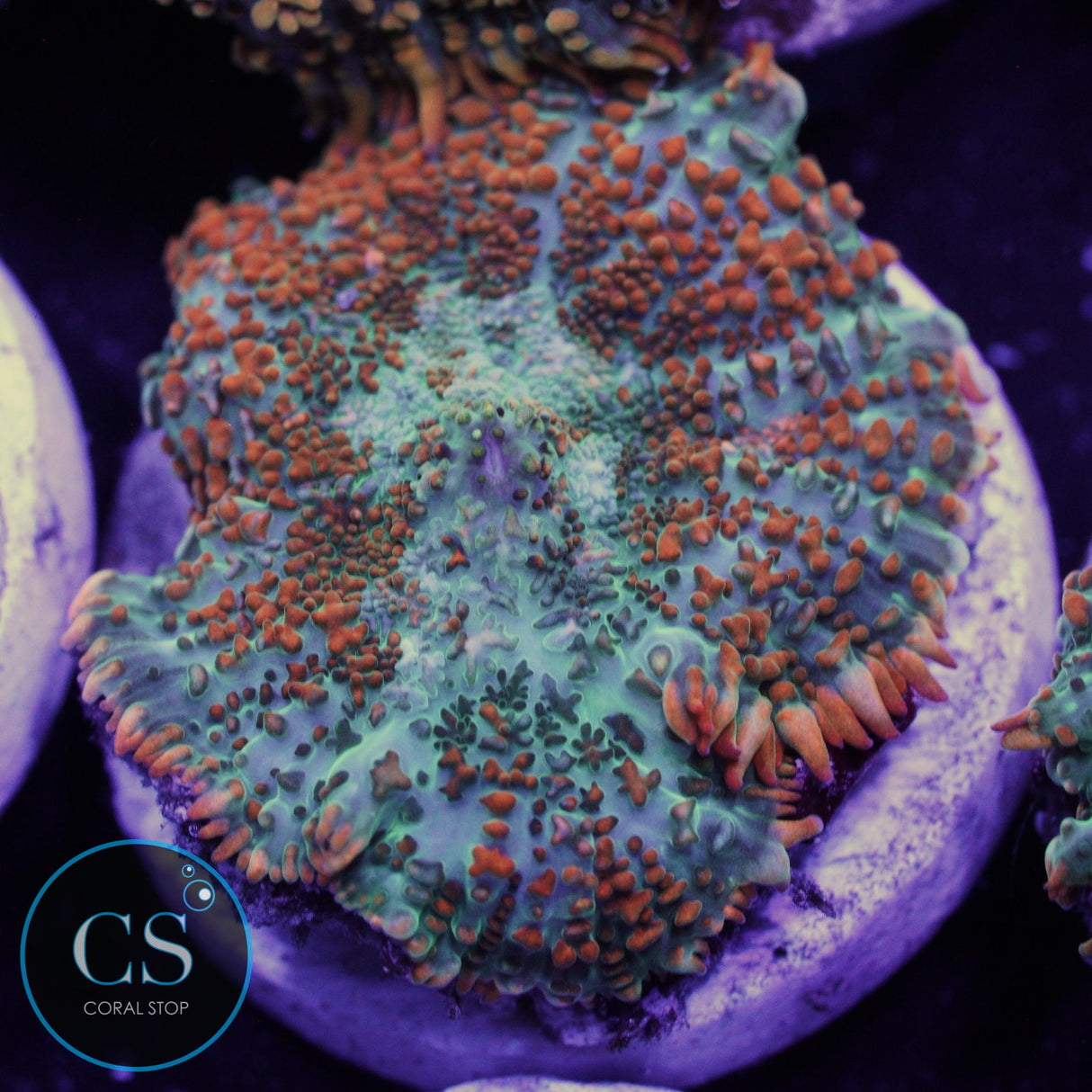 ULTRA BULLSEYE MUSHROOM