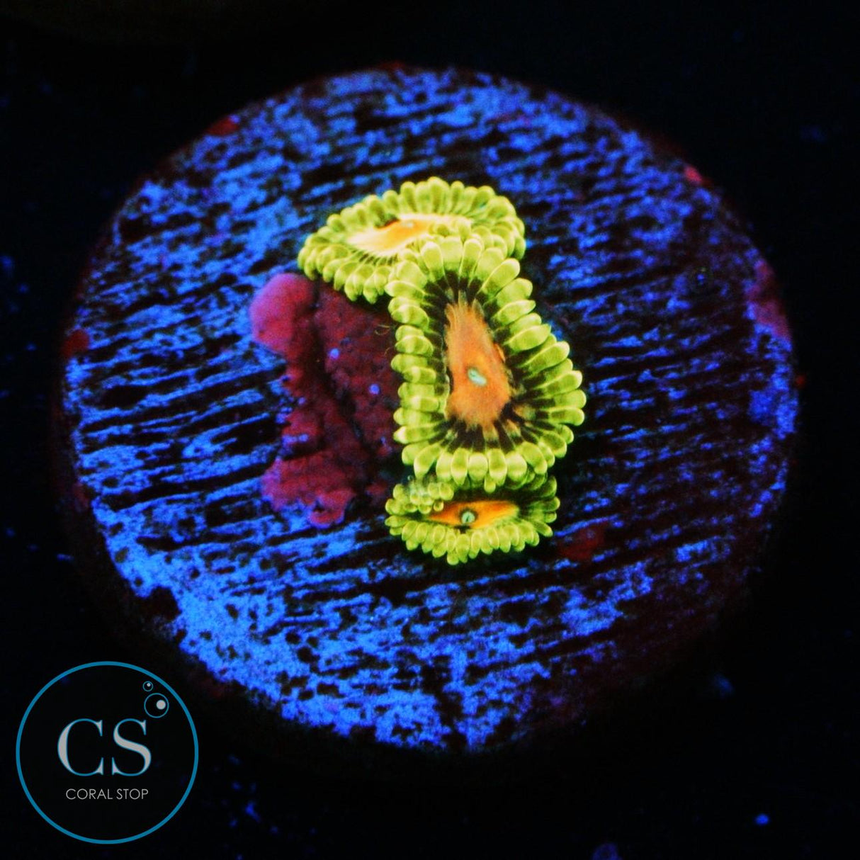 CC SCARLET FEVER ZOA