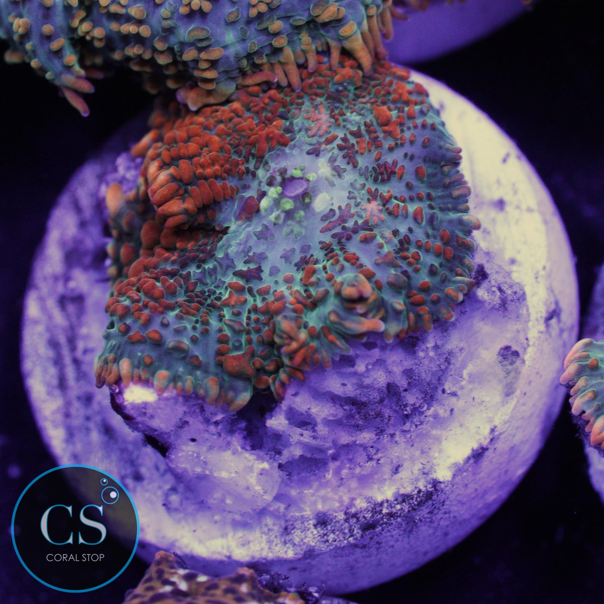 ULTRA BULLSEYE MUSHROOM