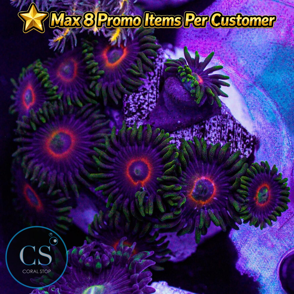 Purple Heart Zoa