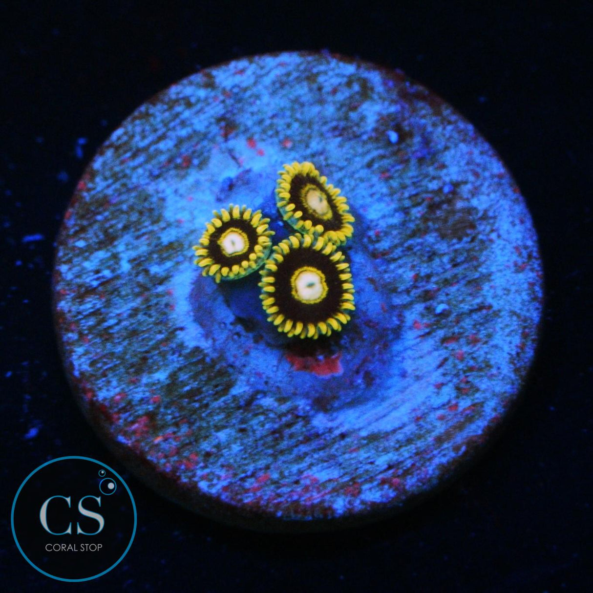 RARE KTAR BLACK HORNET ZOA