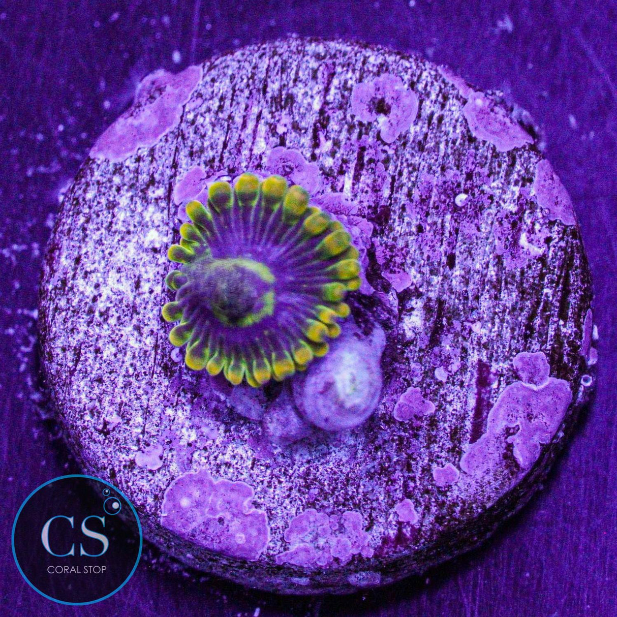 Rainbow Yoda Zoa