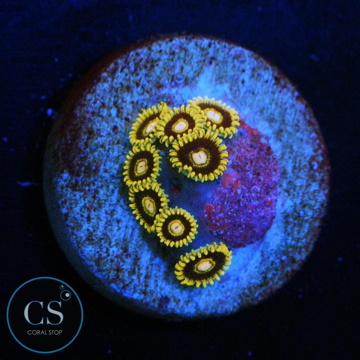 RARE KTAR BLACK HORNET ZOA