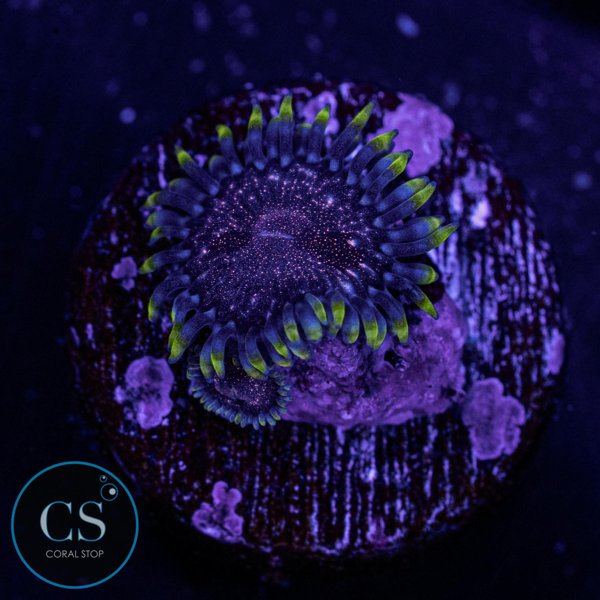 Rose Nebula Zoa