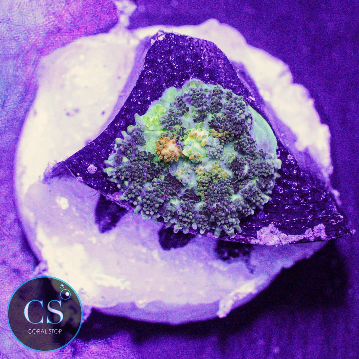 Powerball Bounce Mushroom