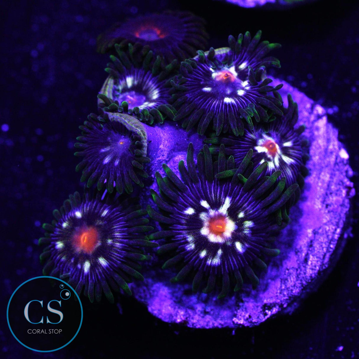 JF Stargazer Zoa