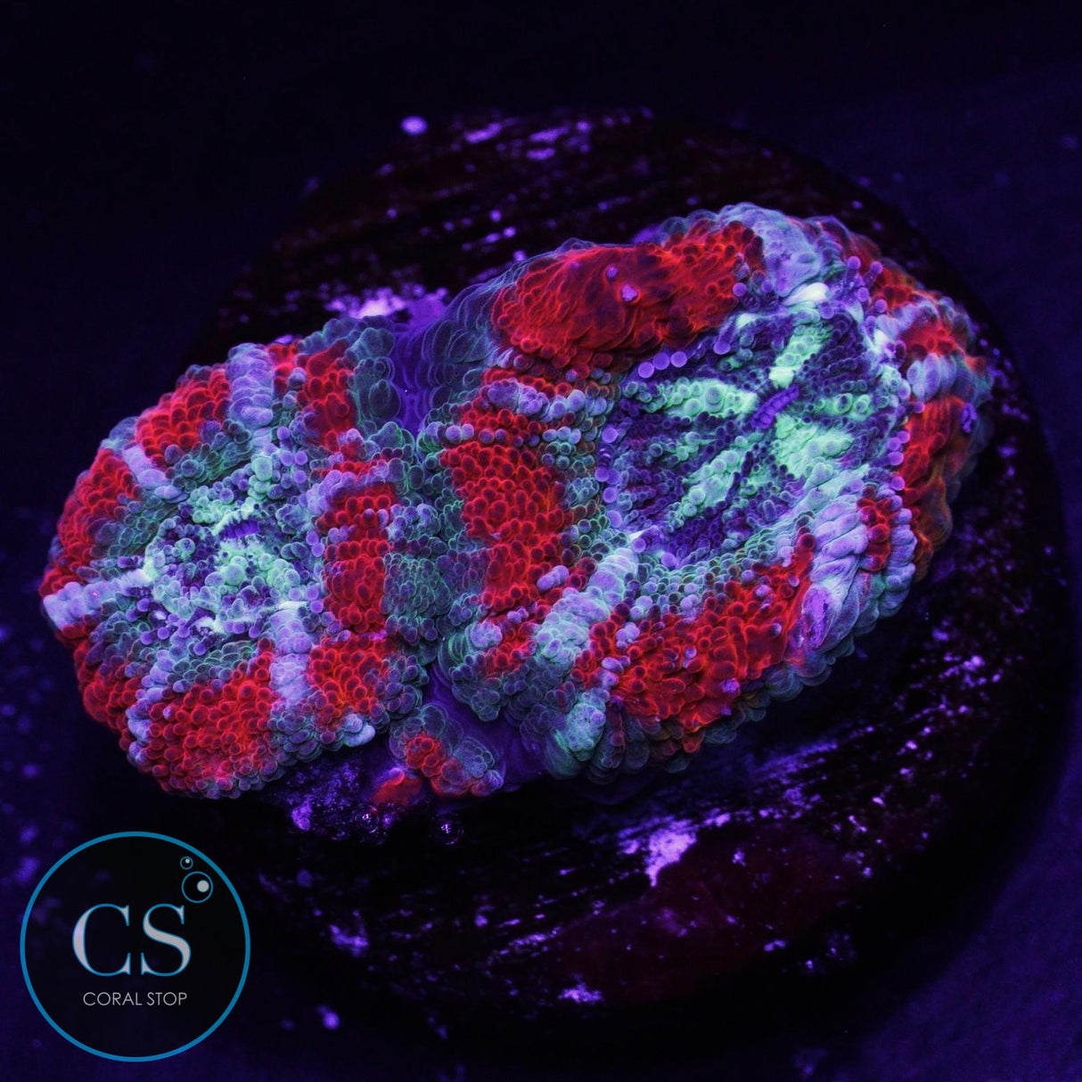 Agent Orange Asian Acan