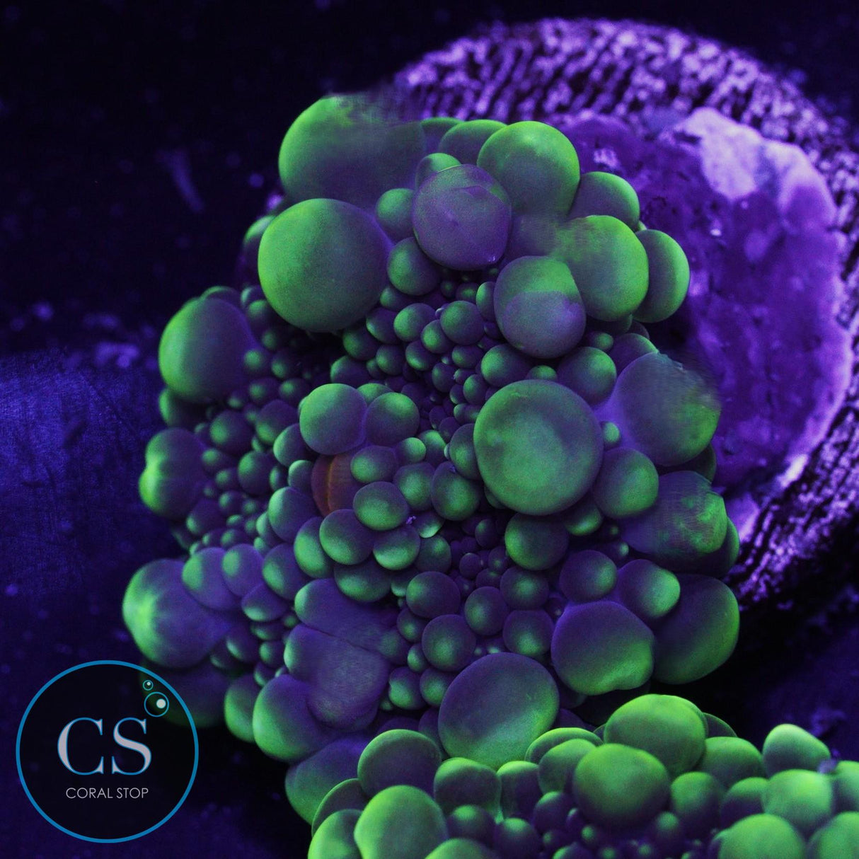 Green Godzilla Yuma Musroom