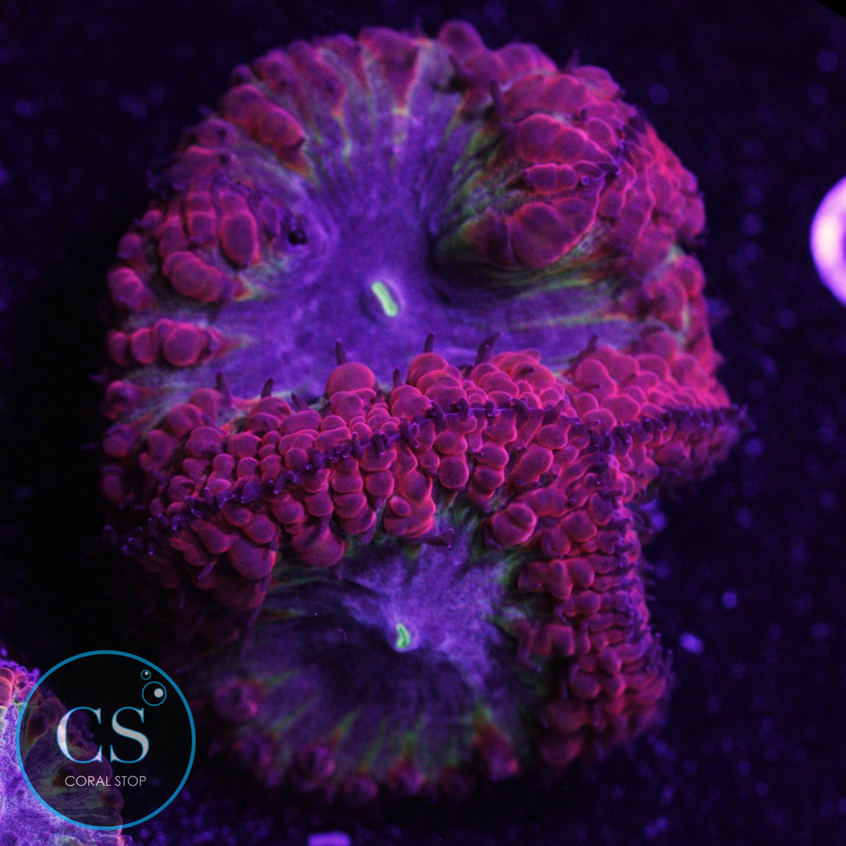 Rare Tricolor Blastomussa