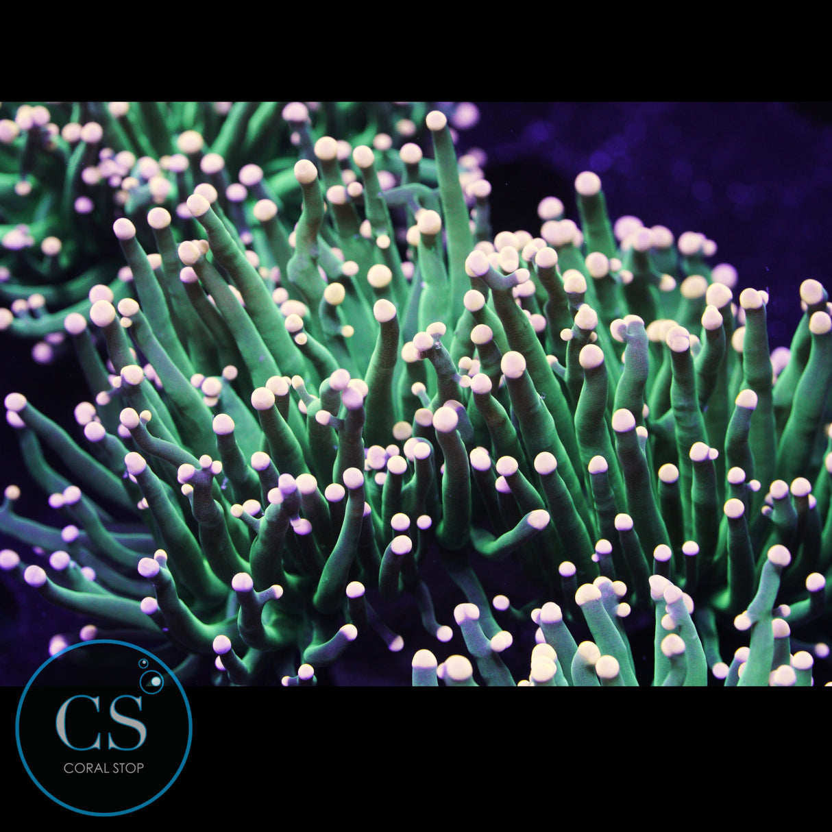 XL Splitting Ultimate Fairy Godmother Torch