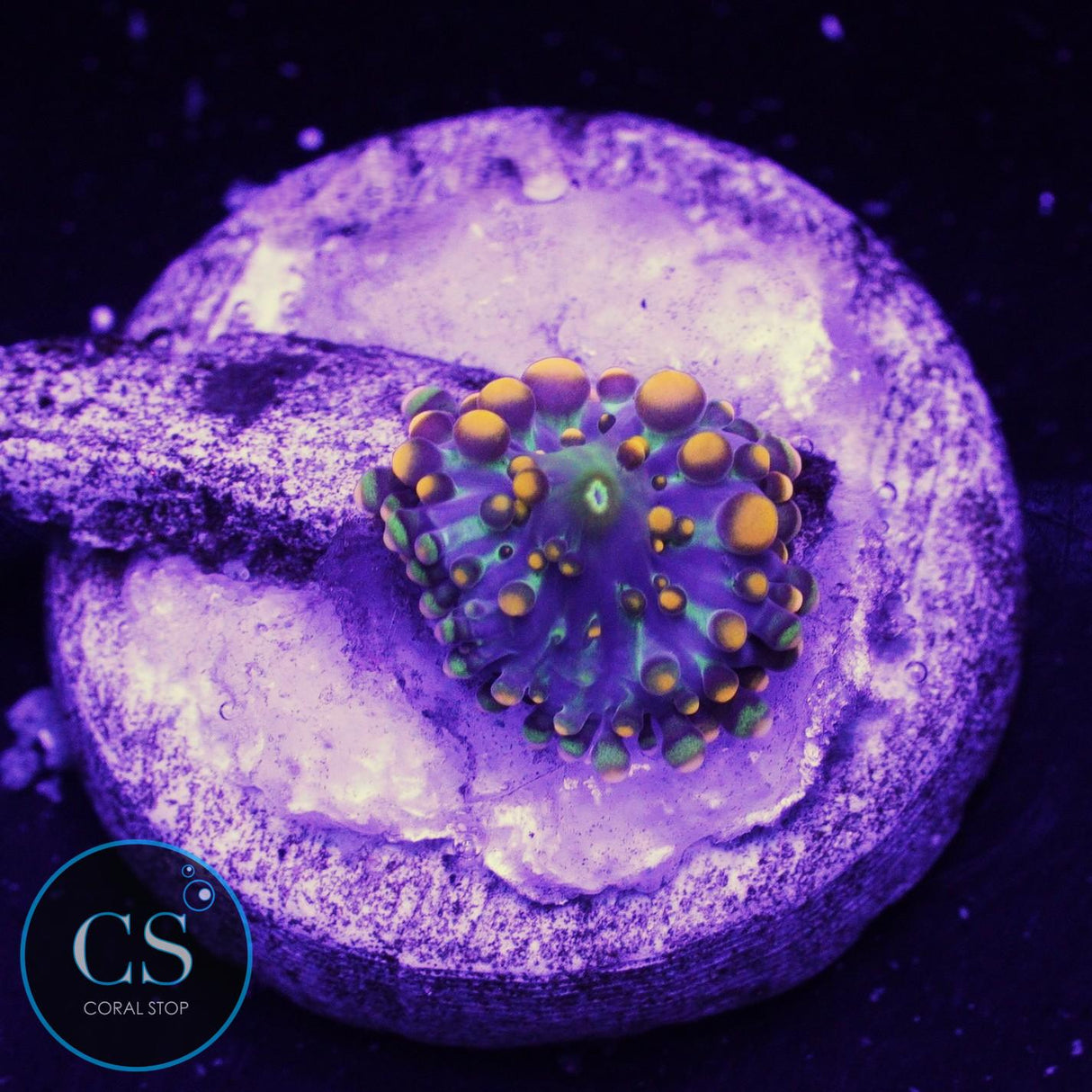 Dough Boy Bounce Mushroom