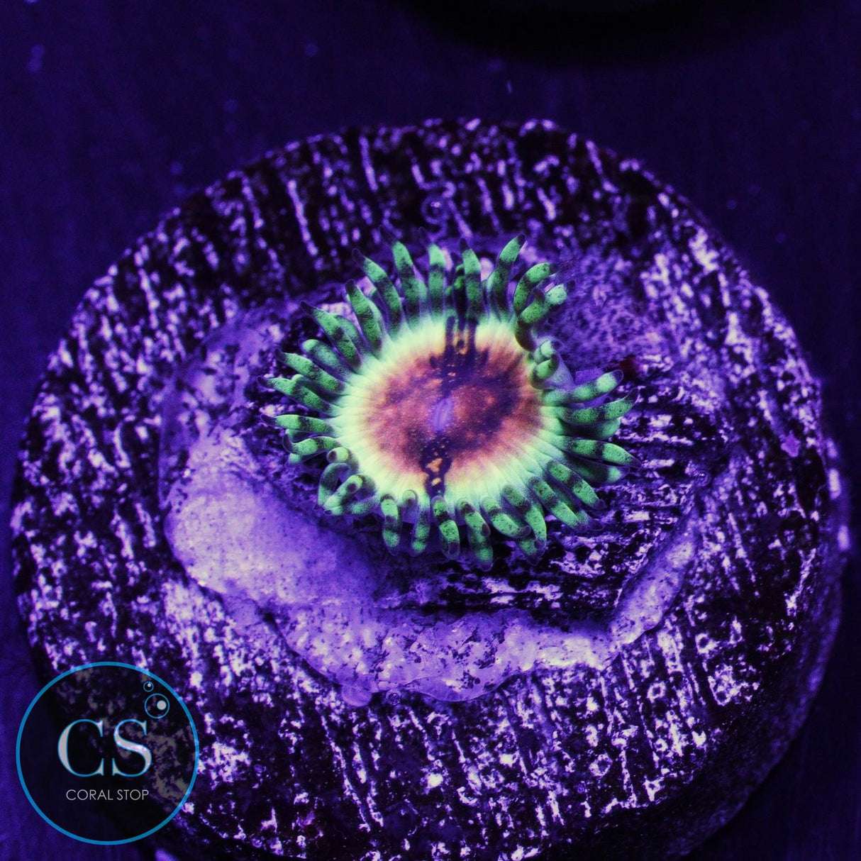 JF Bloodshot Zoa