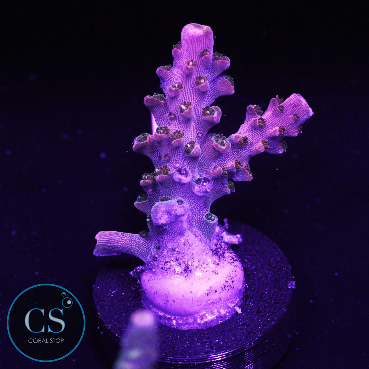 SBB Molten Magma Acro