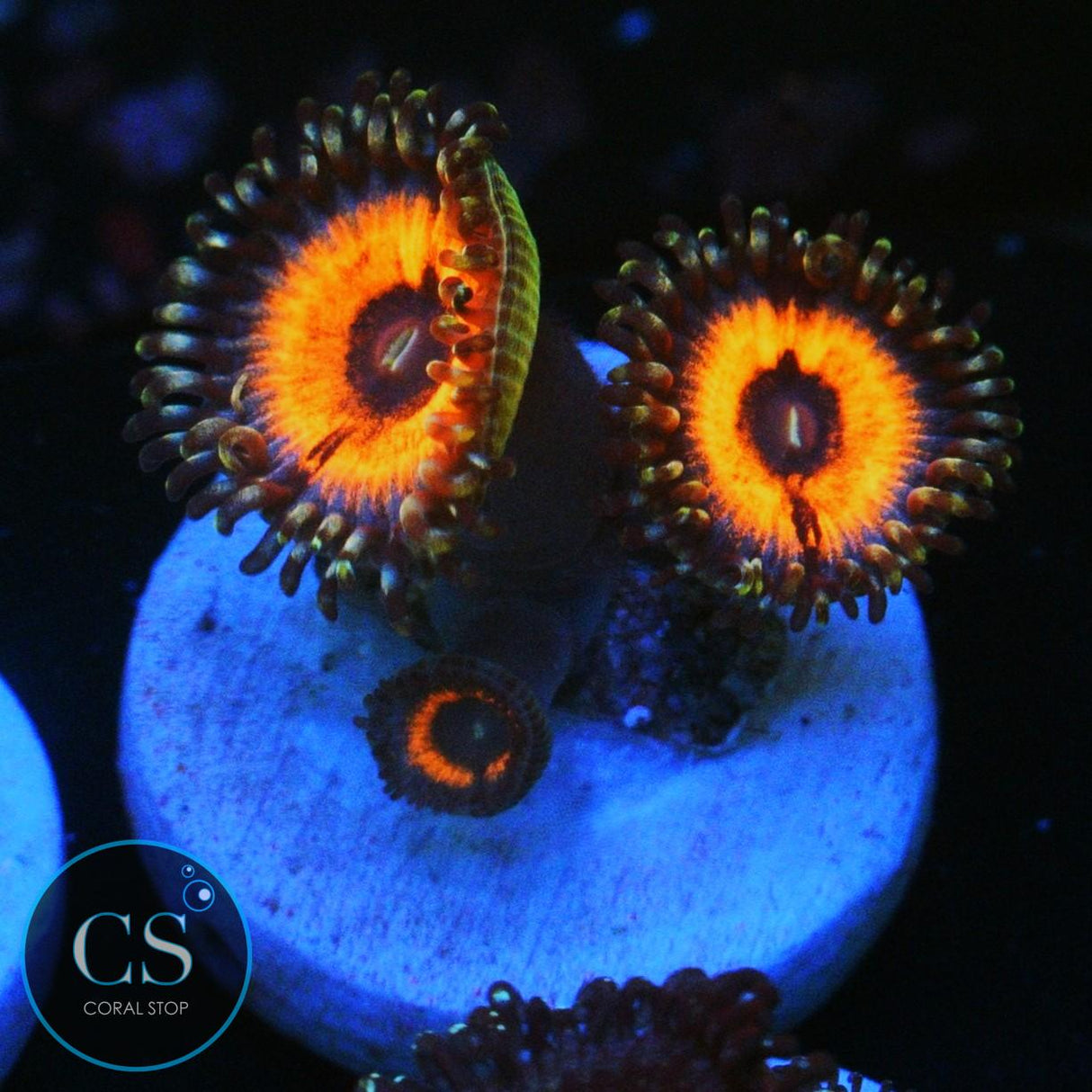 DEVILS ARMOR ZOA