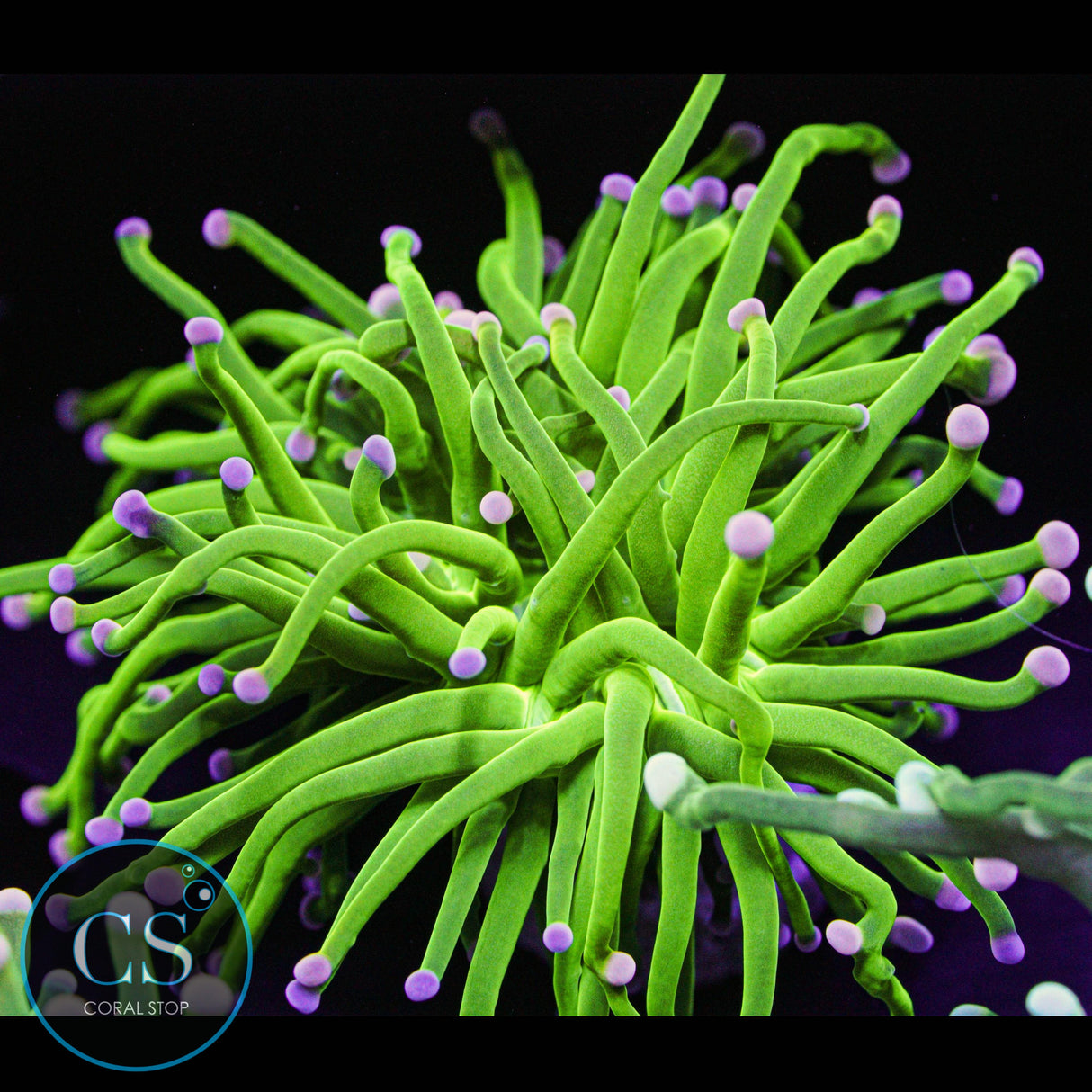 Ultra Cotton Candy Torch