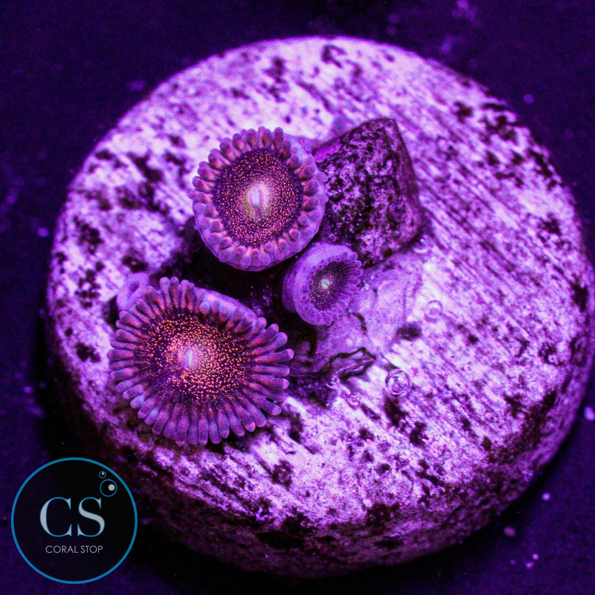 Mohawk Zoa