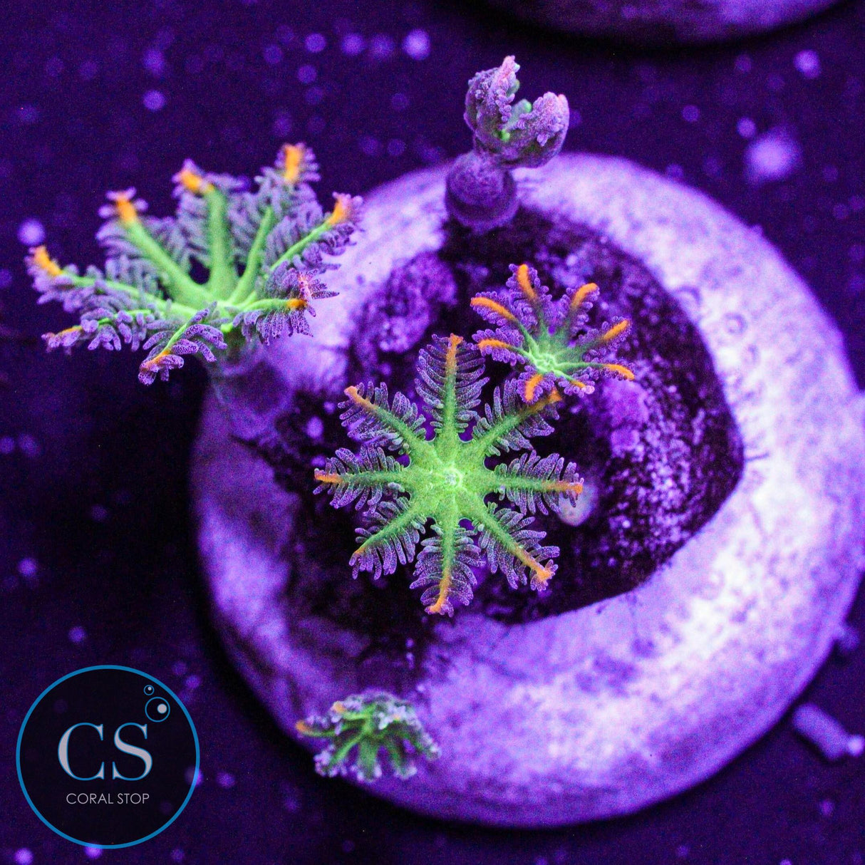 WWC Fireworks Clove Polyps