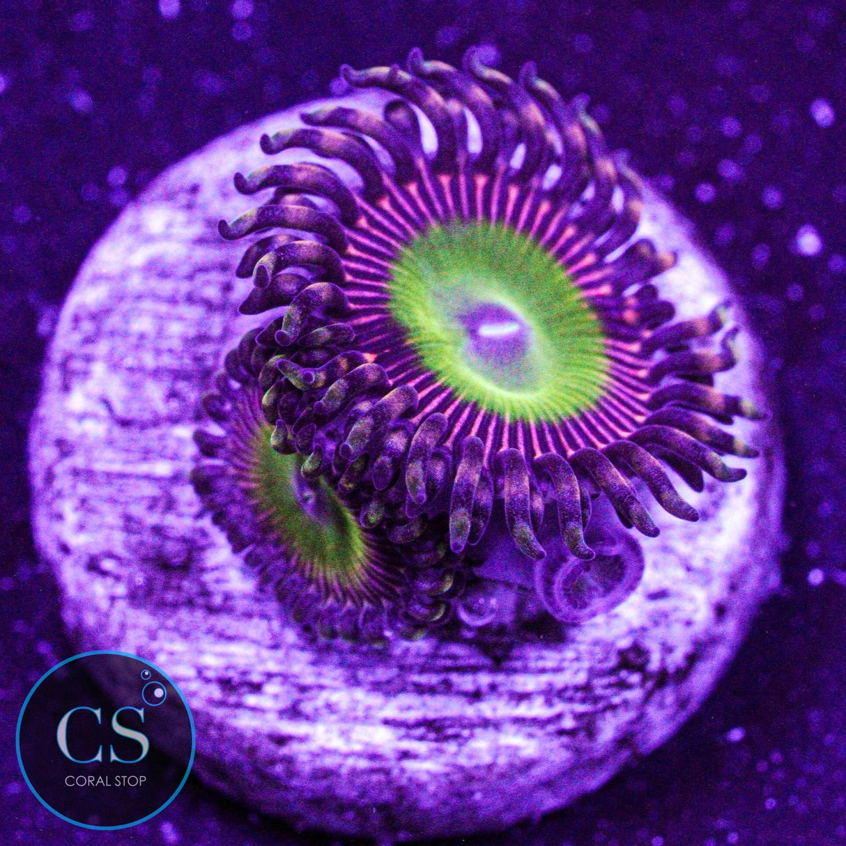 Candy Apple Pink Zoa
