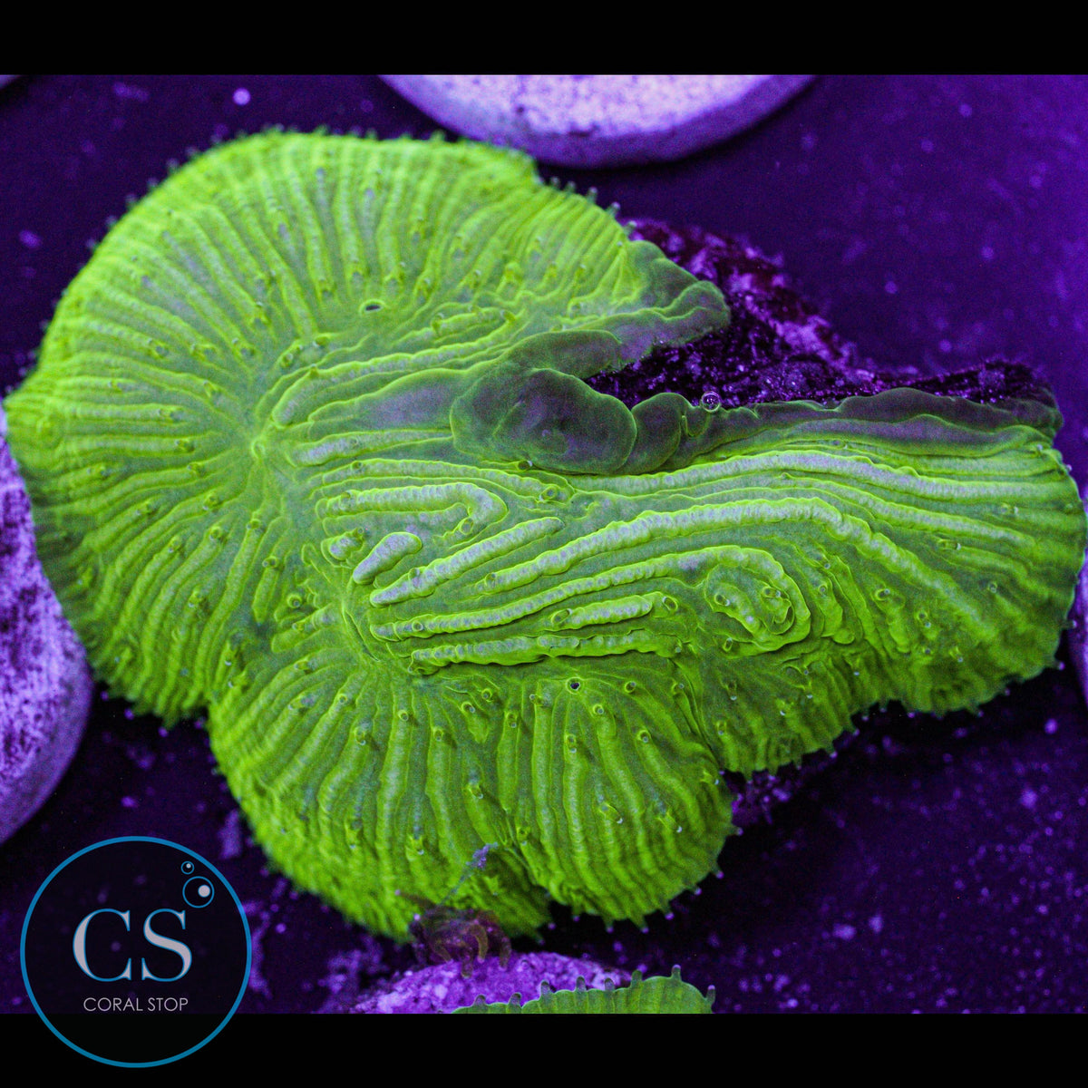 Kryptonite Diaseris Plate