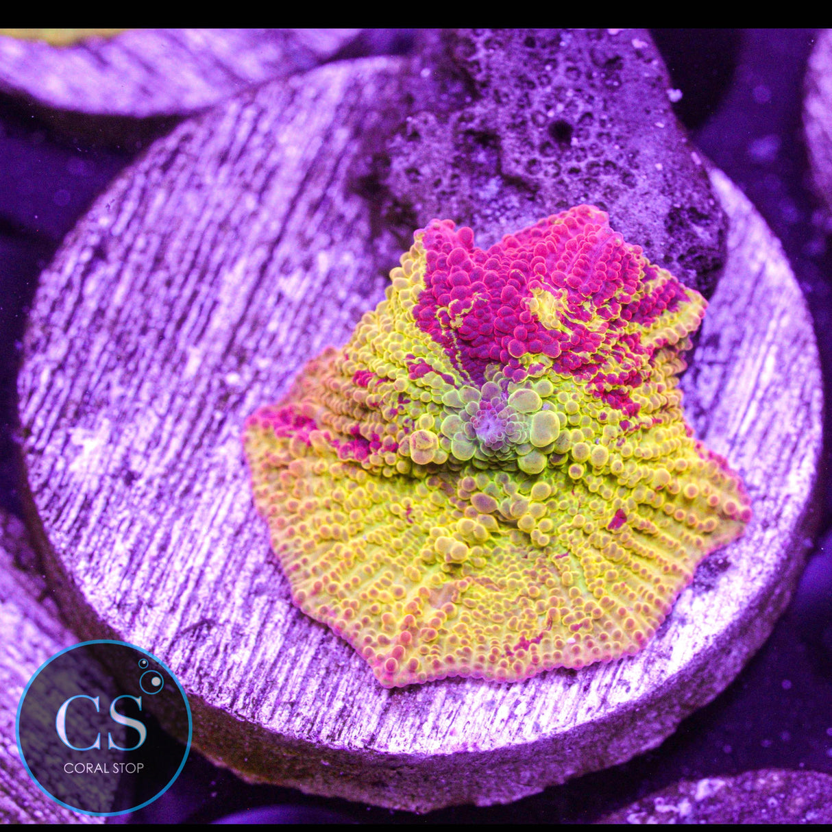 Morning Star Jawbreaker Mushroom